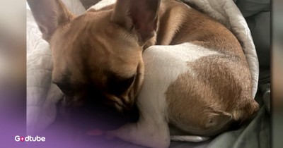 Woman Reunited With Stolen Dog Following Robbery