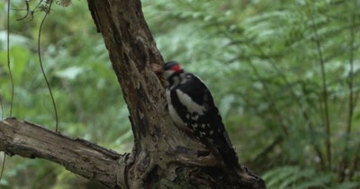 Great Spotted Woodpecker Opening a Hazelnut