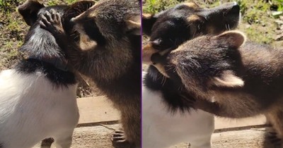 Puppy and Raccoon Are Best Friends