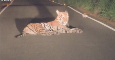 Sleepy Tiger Blocks Road and Refuses to Be Rushed