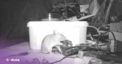 Adorable Mouse Cleans Up Man's Workspace