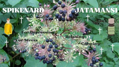 Spikenard - The Endangered Honeysuckle