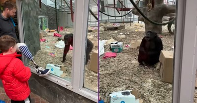 Chimpanzees' Fascinating Response To Man's Artificial Limb