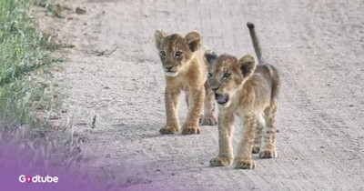 The Precious Moment Lost Lion Cubs Reunite With Their Mother