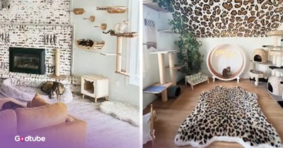 Couple Goes Above and Beyond to Spoil Their Cats