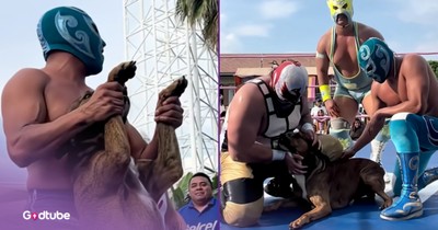 Stray Dog Becomes the Star of a Wrestling Match