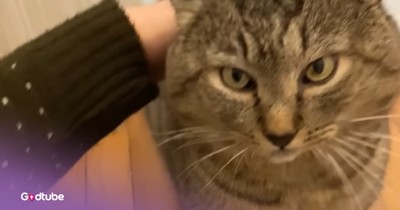 Woman's Kindness And Patience Wins Over Scared, Feral Cat