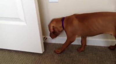 Puppy Battles With a Doorstop... So Precious!