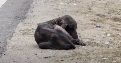 Dog Gave Up On Life Until This Touching Rescue