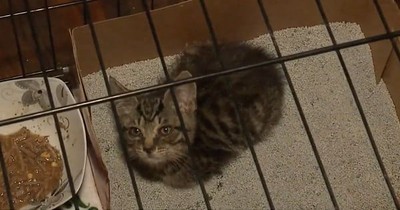 Kitten Spent 20-Hour Ride Trapped In A U-Haul Truck But After 3 Tries She Was Finally Free