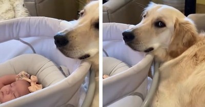 Protective Golden Retriever Stays With Newborn Baby And Refuses To Leave Her Side