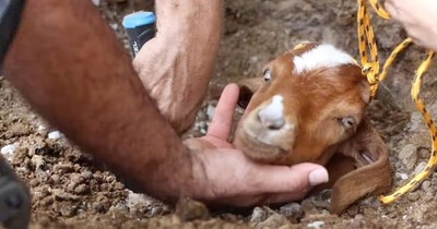 Special Angels Refuse To Give Up And Spend 2 Days Digging Until Goat Is Rescued From Pipe