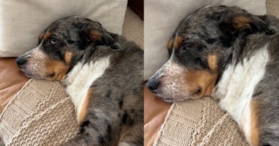 Dog Is Completely Lethargic & Mom Has a Message for the Kids Who Left the Pup Like That