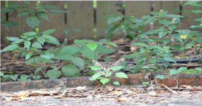 15 Great Hiding Places For Your Furry Friends
