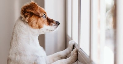 I Thought It Was Just A Story About 2 Dogs Until I Learned Their Secret. This Truth Hit Me Hard!