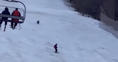 Bystanders Scream Warnings As Bear Chases Skier Down Mountain And Cameras Caught It All