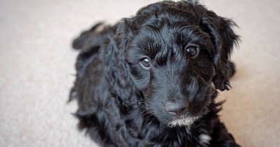 This Puppy Just Saved Everyone On An Entire Street. He's A Cocker Poodle Hero