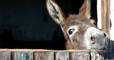 This Donkey Was In A Tough Spot. He Had Me Cheering For Him And He Never Gave Up!