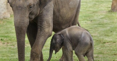 Elephant Mother Works For 11 Hours Straight To Save Her Baby
