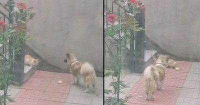 Dog With A Heart Of Gold Can Be Seen Bringing Food To Feed A Stray Cat