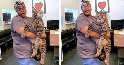 Enormous 26-lb Shelter Cat Mr. B Went Viral & This 'Chonk' Broke The Internet Looking For A Home
