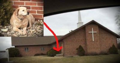 Abandoned Dog Left Outside Of A Church Gets A Happy Ending
