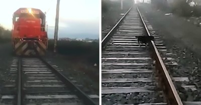Dog Chained To A Railroad Narrowly Escapes Death Thanks To Hero Train Driver