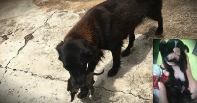 Furry Angel Digging Through The Trash Was Actually Saving A Life