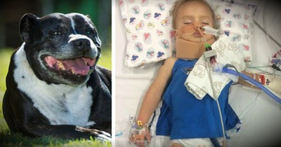 Family Dog's Non-Stop Barking Leads To Scary Discovery At Water's Edge