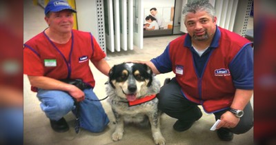 Job Offered By Lowe's To Unemployed Man And His Service Dog