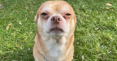 Hilarious Description Of Prancer The Chihuahua In Brutally Honest Adoption Ad Goes Viral