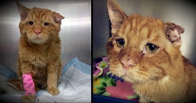The 'Saddest Cat On The Internet' Gets A Happy Ending