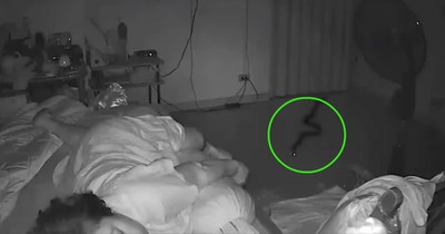 Security Camera Catches Snake Sneaking Into Room While Grandma Sleeps