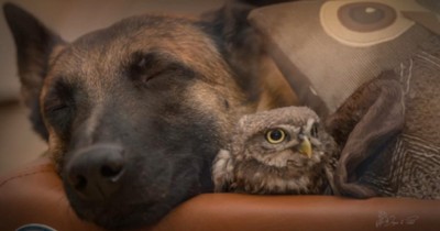A Dog And Owl Make The Unlikeliest Of Pals, But Also The Sweetest