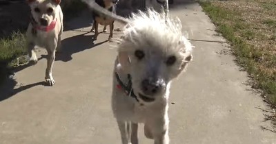 Rescuer Gets Bit Trying To Save A Badly Injured Stray Poodle