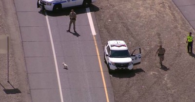 Traffic Was Backed Up On The Freeway All Because Of This Little Dog