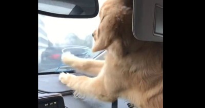 Golden Retriever Puppy Hilariously Tries To Catch The Windshield Wipers