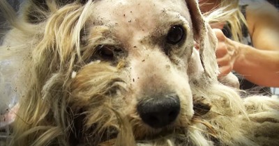 Hope For Paws Rescue And Transform Homeless Dog