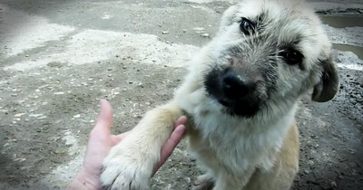 Woman Waits for One Hour to Rescue Stray Puppy