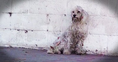 Layla Dog's Rescue and Transformation