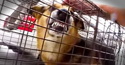 Abandoned Dog Was Ready To Attack Until His Rescuers Showed Him Real Love