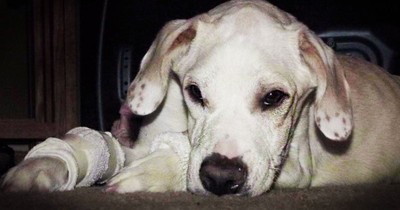 Abandoned Dog Gets A Second Chance With His New Family