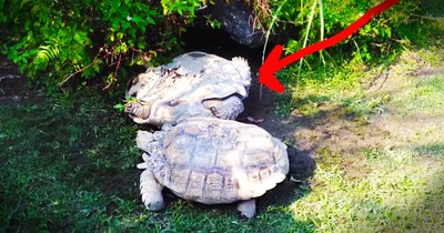 Adorable Turtle Helps His Turtle Friend Who Is In Trouble