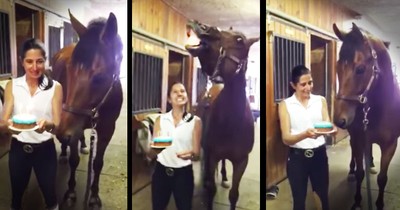 Horse Blows Out Birthday Candles On Cake By Himself
