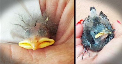Woman Rescues Baby Bird
