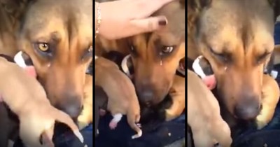 Momma Dog Cries When Her Puppies Are Returned To Her