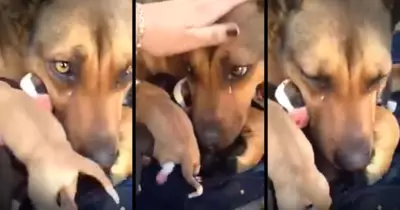 Momma Dog Cries When Her Puppies Are Returned To Her