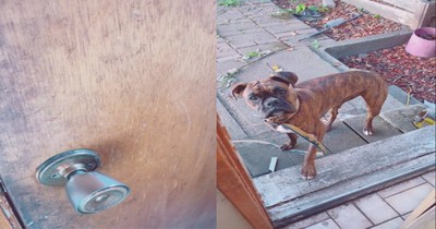 Every Night They Hear A 'Knock' At Their Door And Open It To Find The Neighbor's Dog