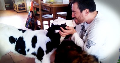 Man Snuggles Rescued Baby Cow In His Kitchen