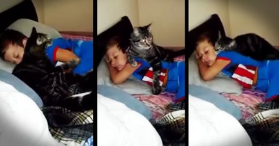 A Cat's Best Friend Finally Came Home And She Can't Stop Snuggling Him